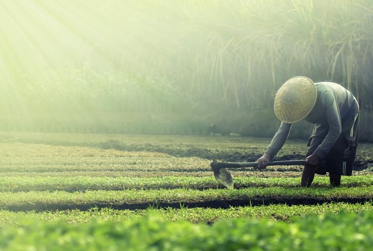 Sayuran Segar SAYURPKY